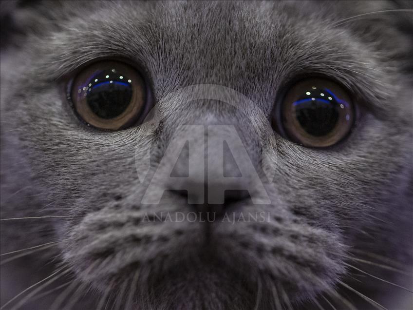 Başkentte "Kedi Güzellik Festivali" düzenlendi