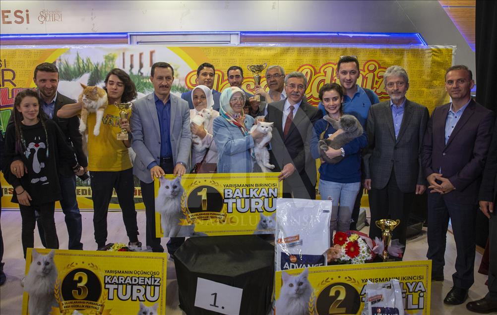 Başkentte "Kedi Güzellik Festivali" düzenlendi
