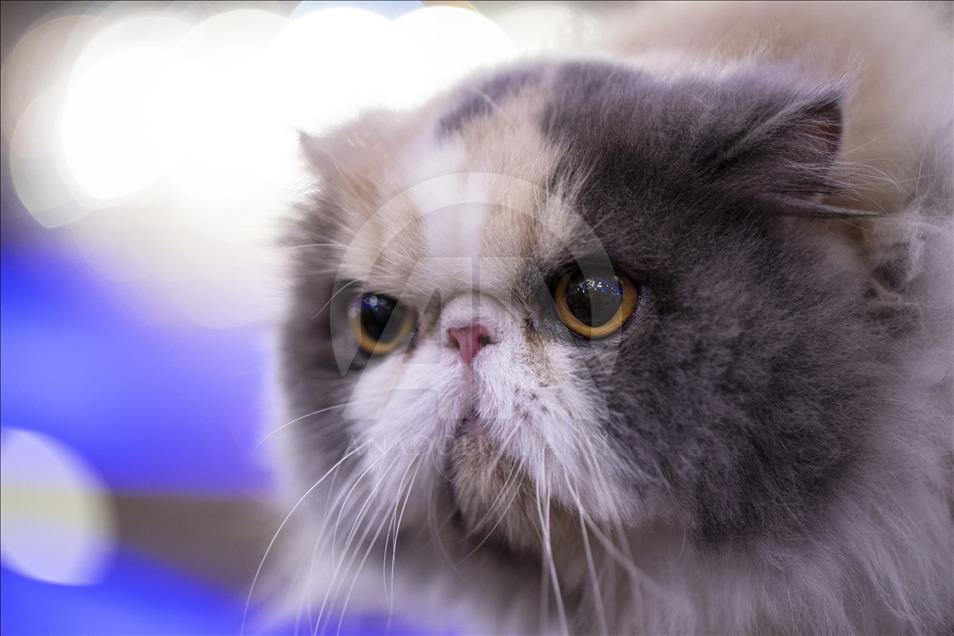 Başkentte "Kedi Güzellik Festivali" düzenlendi