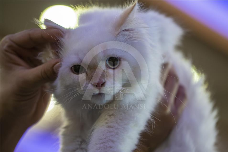 Başkentte "Kedi Güzellik Festivali" düzenlendi