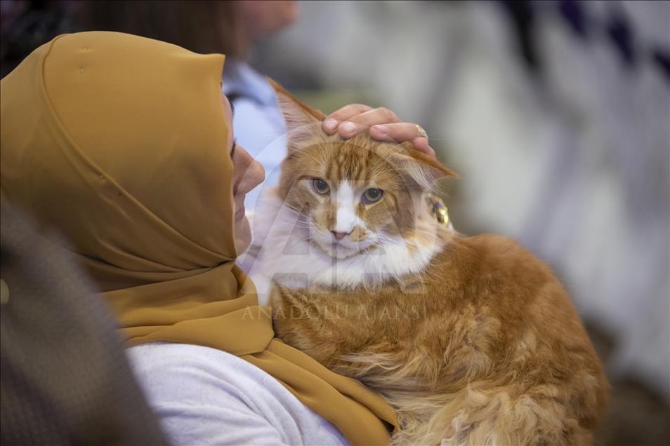 Başkentte "Kedi Güzellik Festivali" düzenlendi