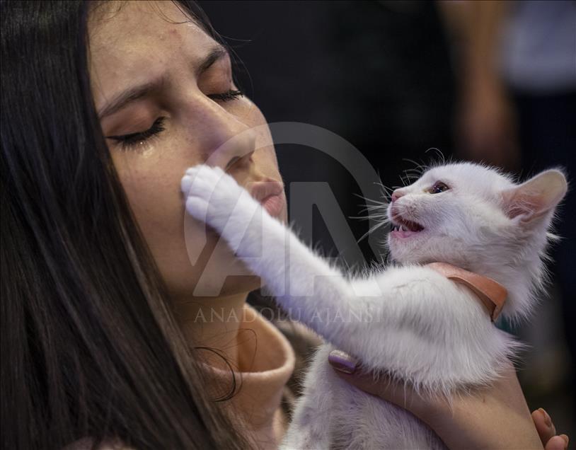 Başkentte "Kedi Güzellik Festivali" düzenlendi