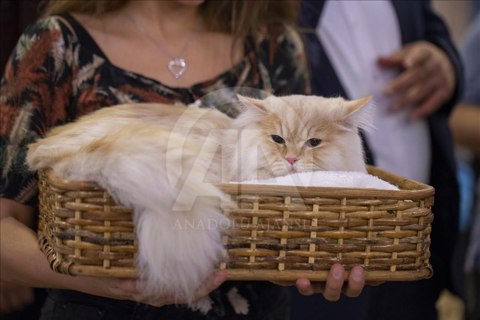 Başkentte "Kedi Güzellik Festivali" düzenlendi