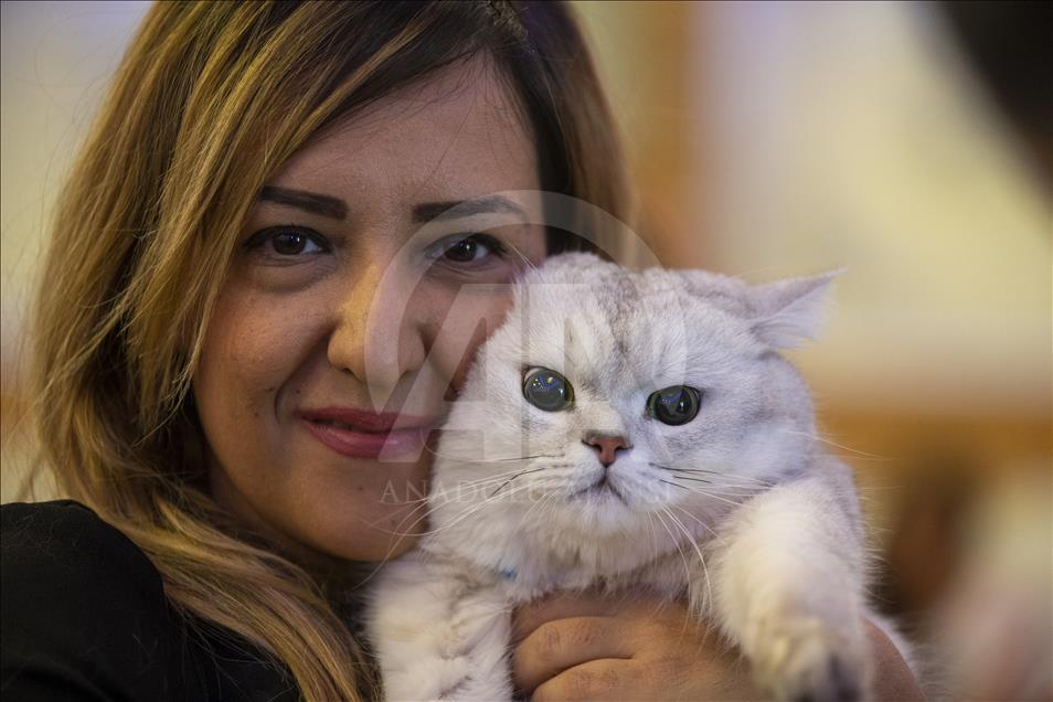 Başkentte "Kedi Güzellik Festivali" düzenlendi