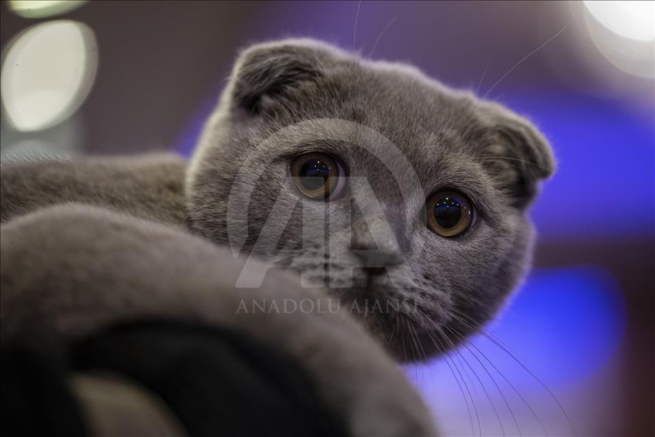 Başkentte "Kedi Güzellik Festivali" düzenlendi