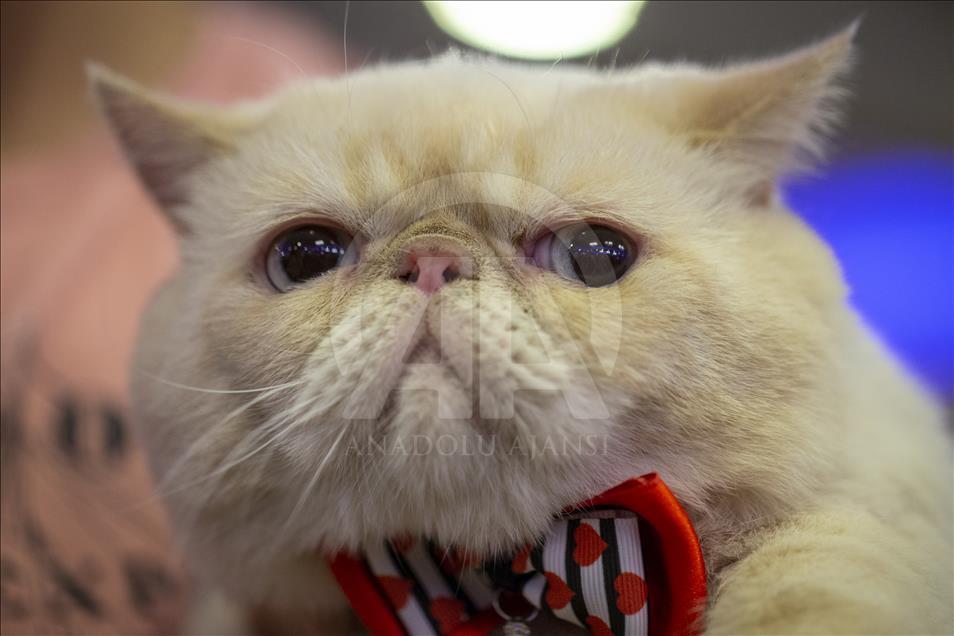 Başkentte "Kedi Güzellik Festivali" düzenlendi
