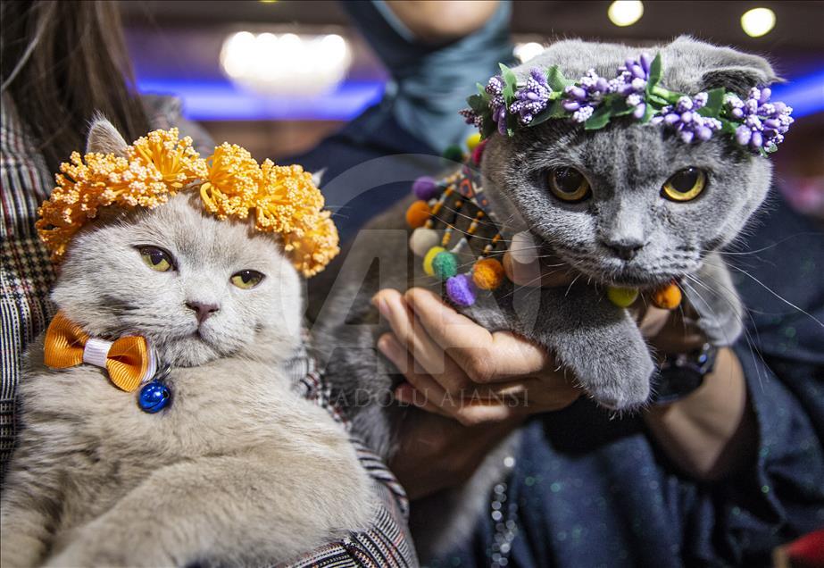 Başkentte "Kedi Güzellik Festivali" düzenlendi
