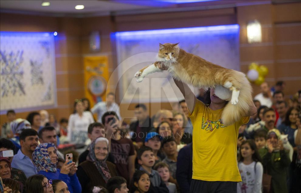 Başkentte "Kedi Güzellik Festivali" düzenlendi