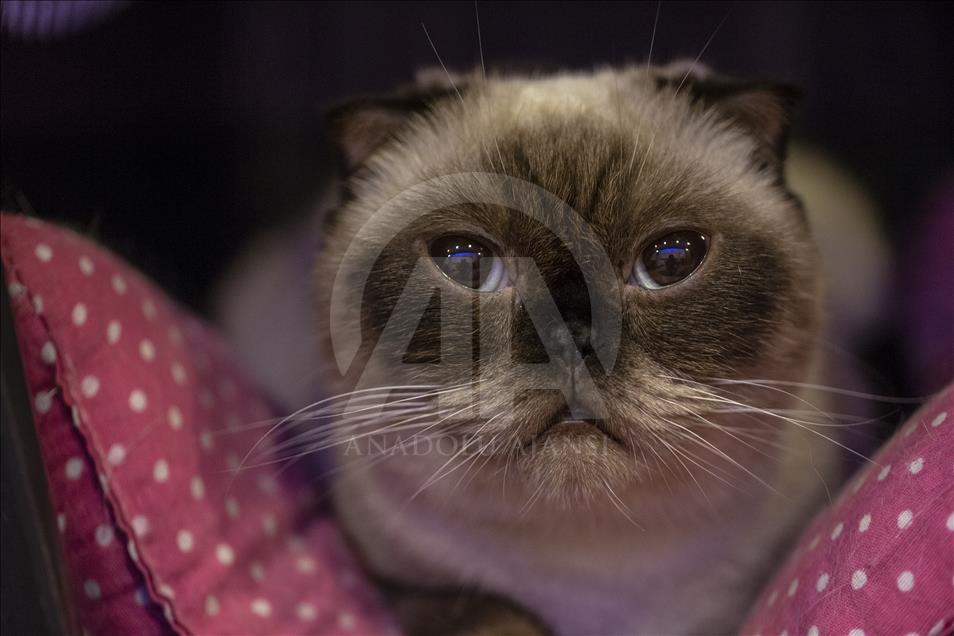 Başkentte "Kedi Güzellik Festivali" düzenlendi