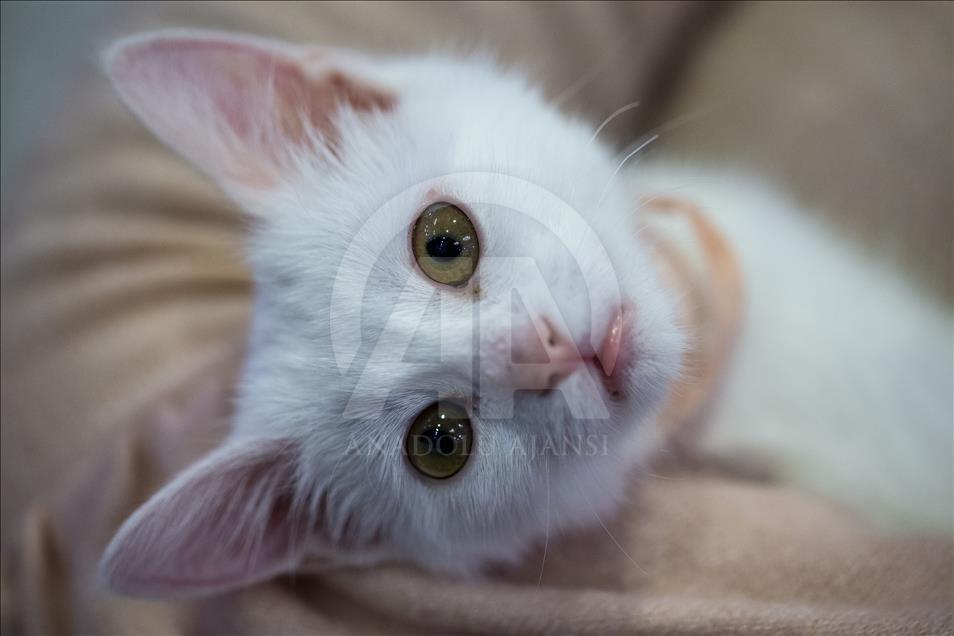 Başkentte "Kedi Güzellik Festivali" düzenlendi