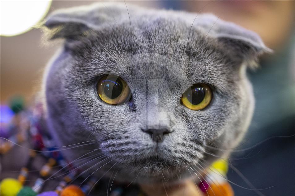 Başkentte "Kedi Güzellik Festivali" düzenlendi