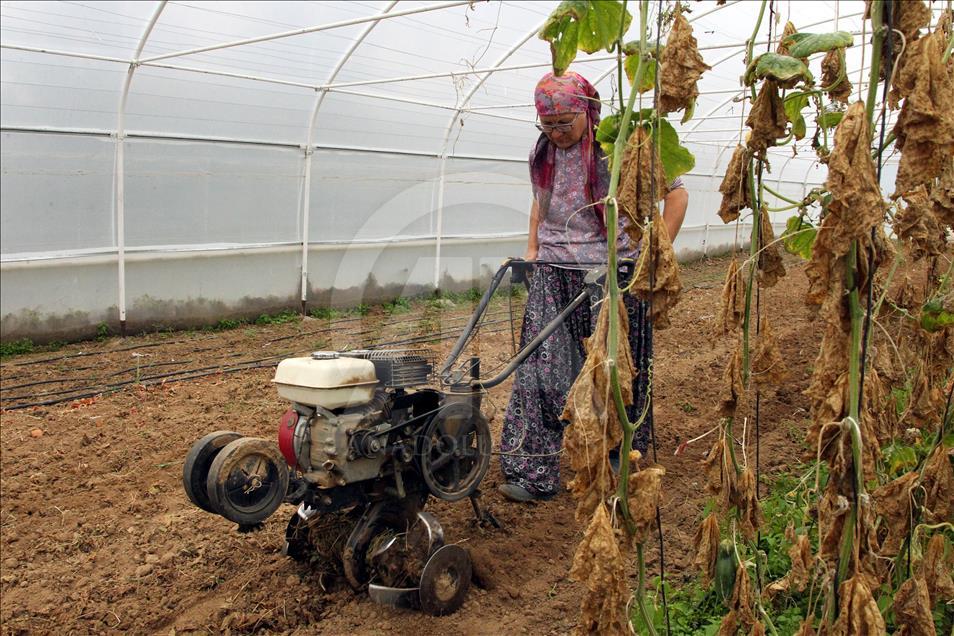 Çiftçi "Feride Abla"nın azmi takdir topluyor