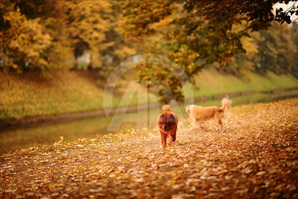 Autumn in Sarajevo