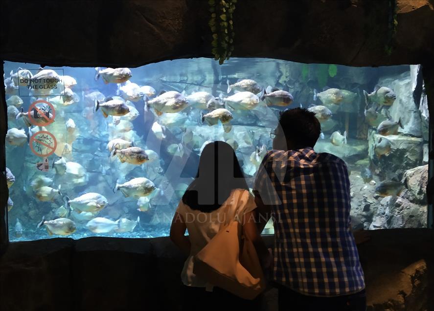 Mengenali satwa laut dari dalam mal Jakarta