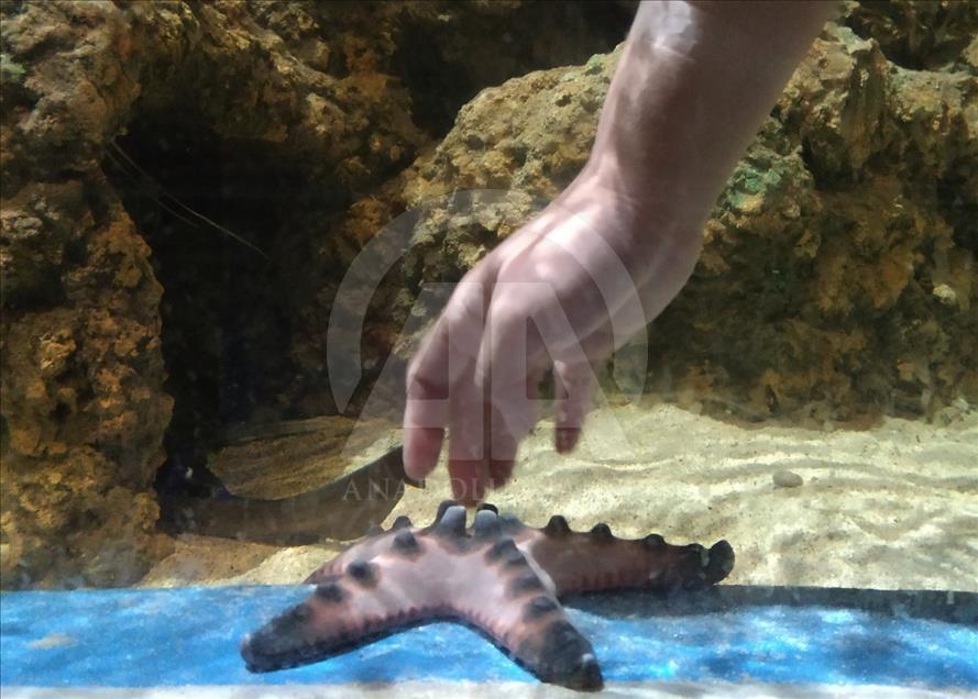 Mengenali satwa laut dari dalam mal Jakarta