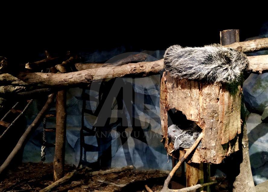 Mengenali satwa laut dari dalam mal Jakarta