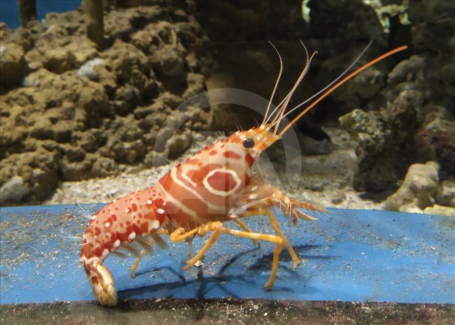 Mengenali satwa laut dari dalam mal Jakarta