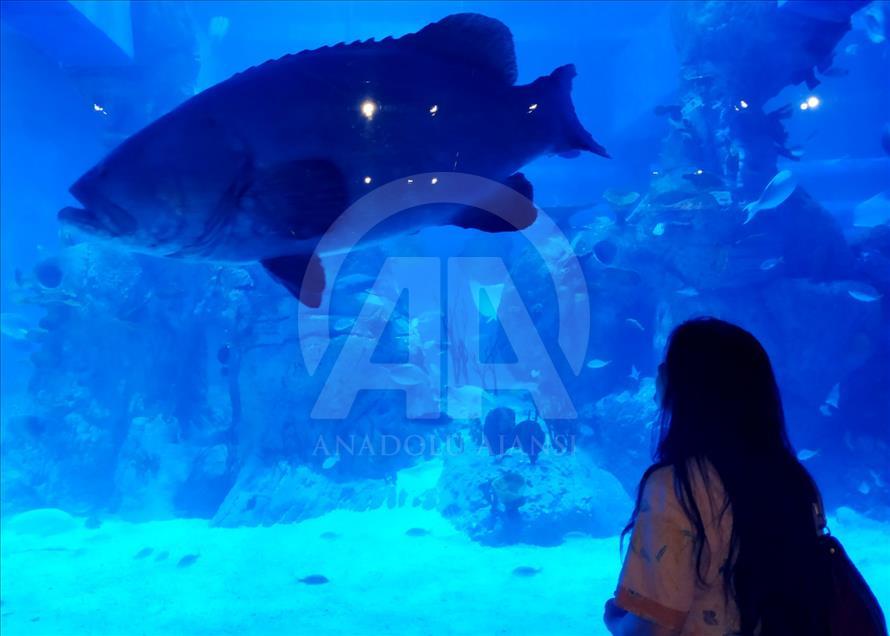 Mengenali satwa laut dari dalam mal Jakarta