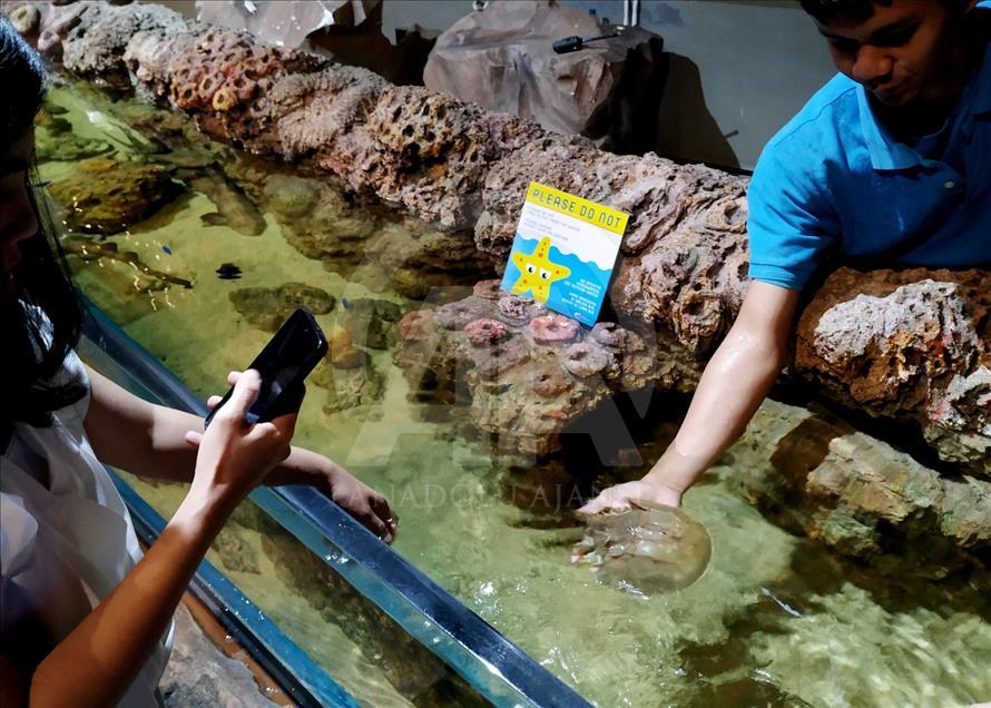 Mengenali satwa laut dari dalam mal Jakarta
