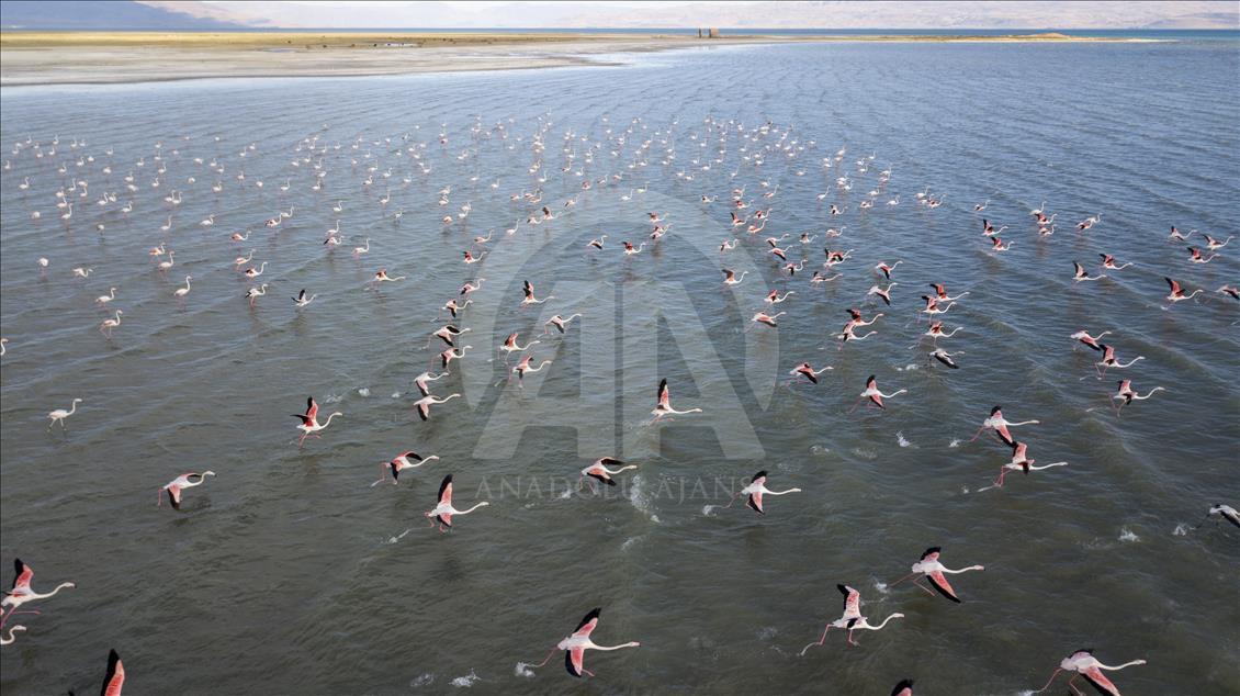 Flamingosi glavna atrakcija na jezeru Van u Turskoj