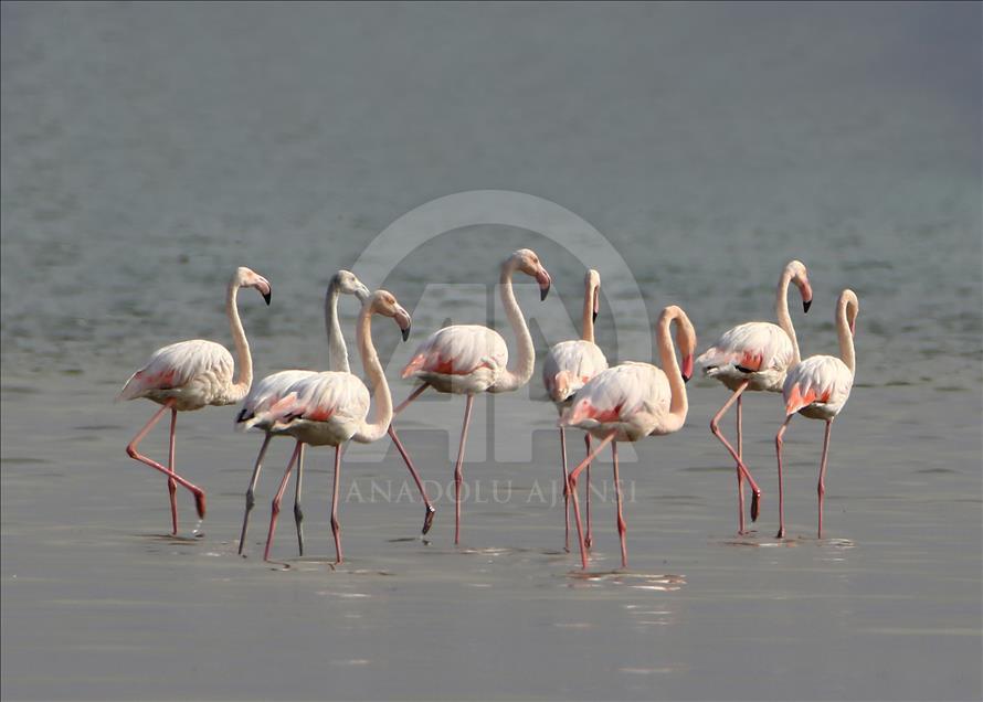 Van Gölü flamingolara ev sahipliği yapıyor