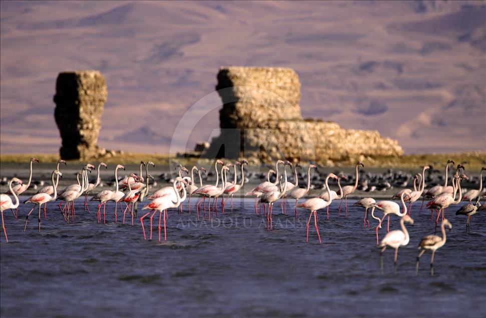 Van Gölü flamingolara ev sahipliği yapıyor