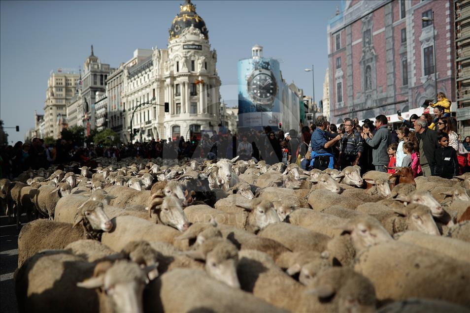 Festival de la Trashumancia 2018 en Madrid