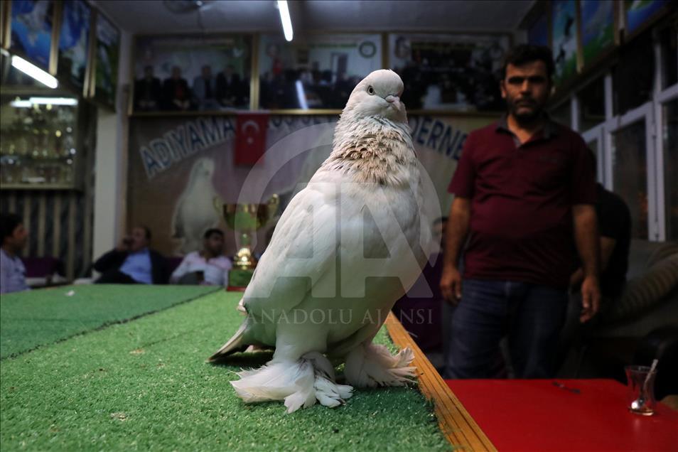 Turski golub procijenjen na više od 15.000 eura