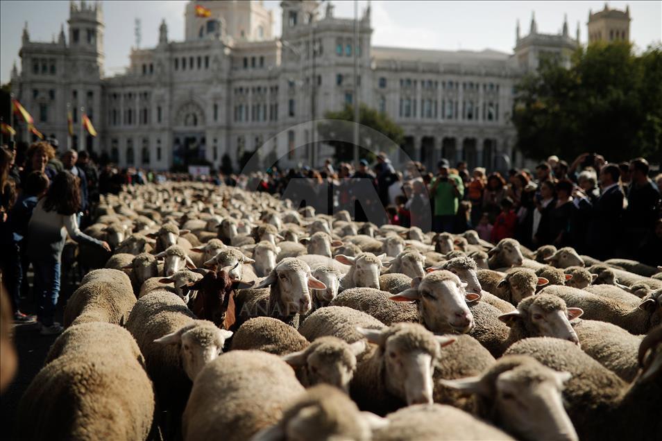 Festival de la Trashumancia 2018 en Madrid
