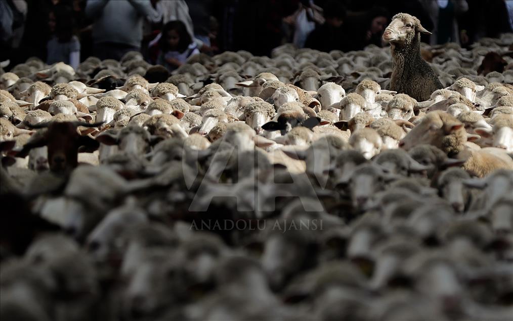 Madrid'de koyunlar şehre indi