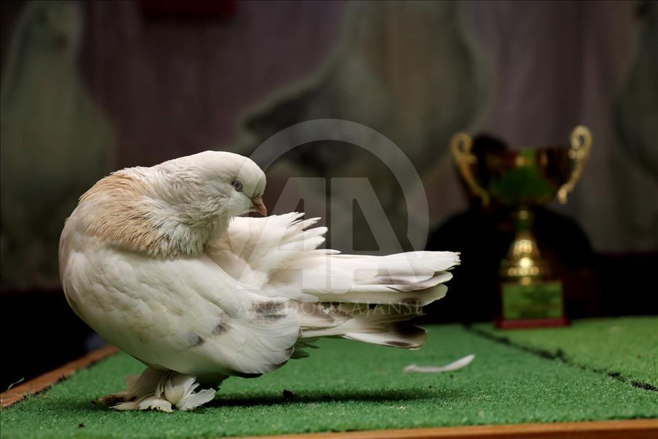 Turski golub procijenjen na više od 15.000 eura