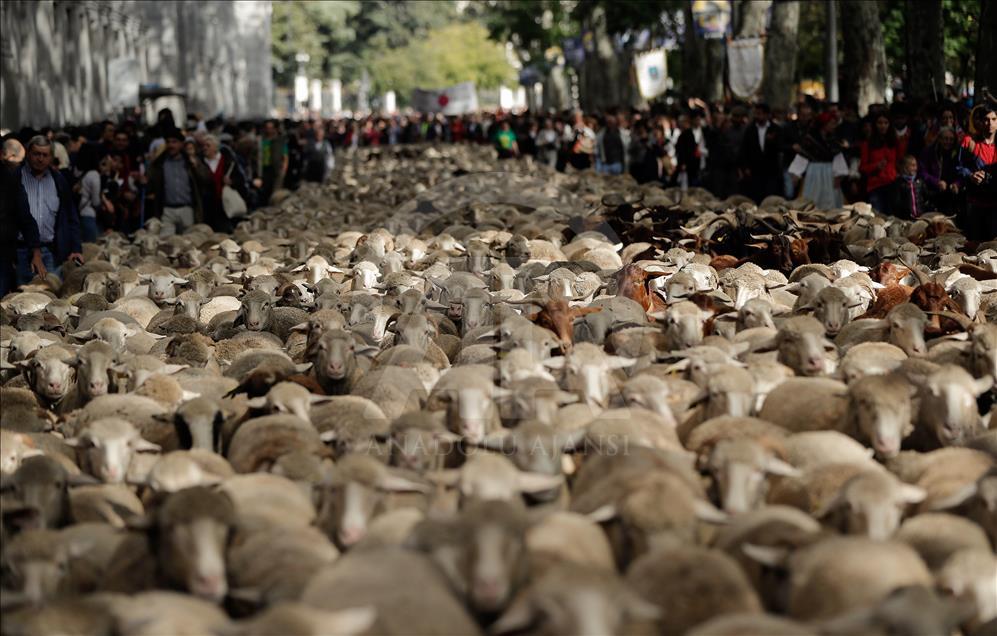 Festival de la Trashumancia 2018 en Madrid
