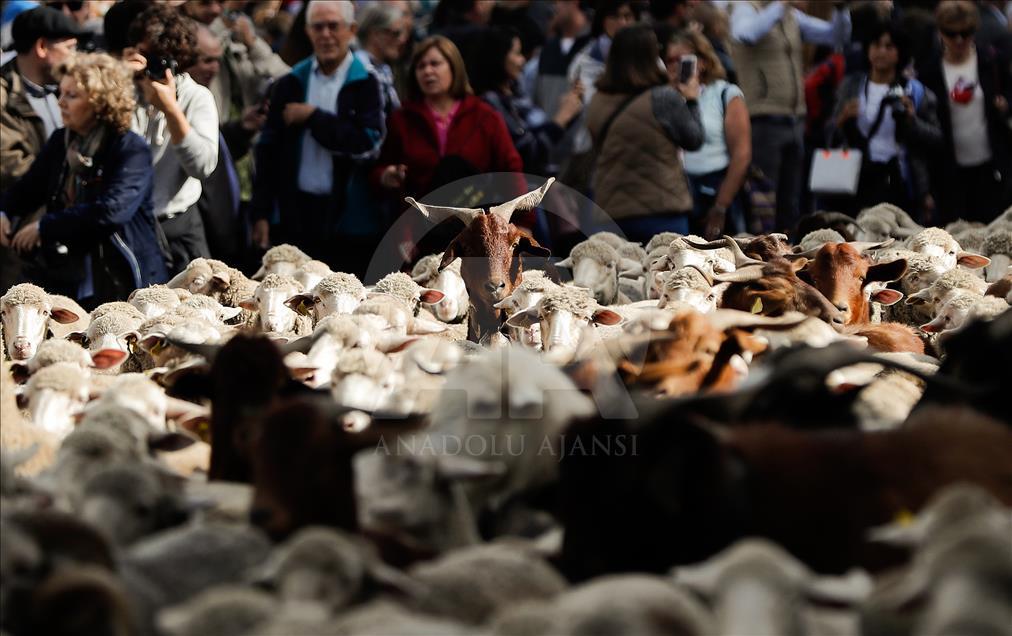 Festival de la Trashumancia 2018 en Madrid