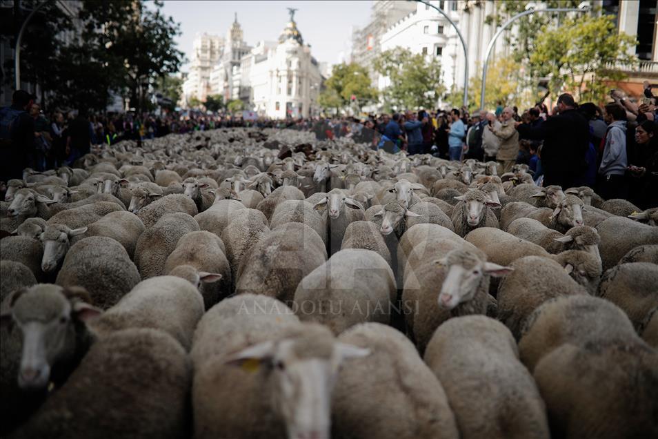 Festival de la Trashumancia 2018 en Madrid