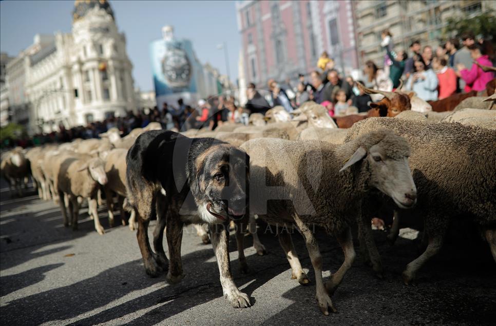 Festival de la Trashumancia 2018 en Madrid
