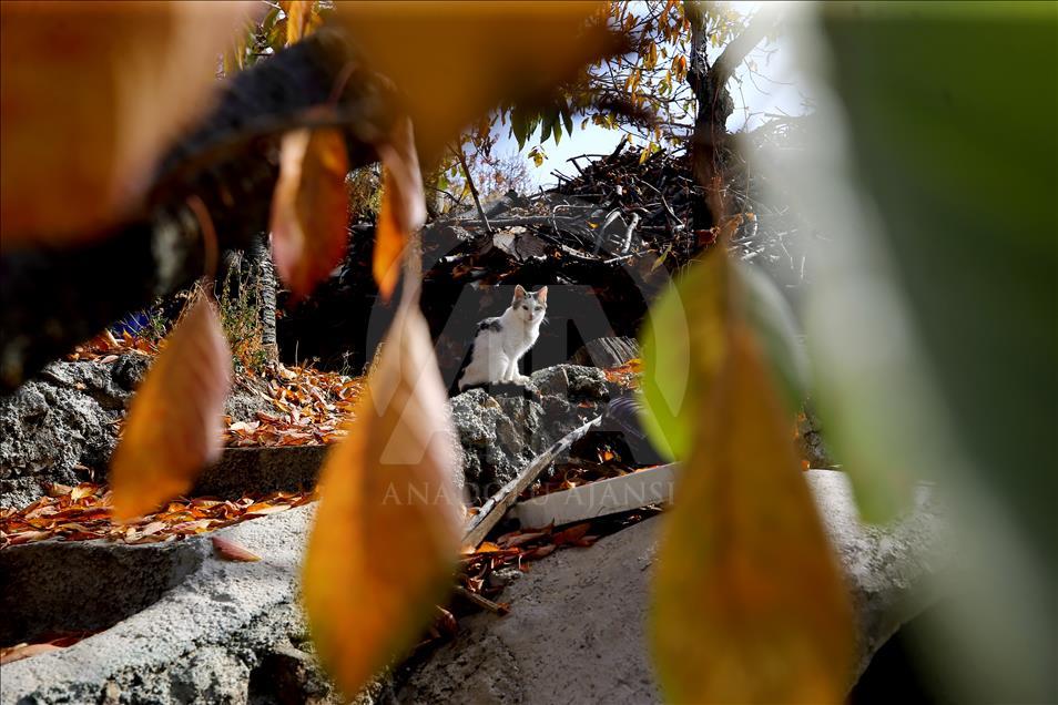 Autumn in Toros Mountains 