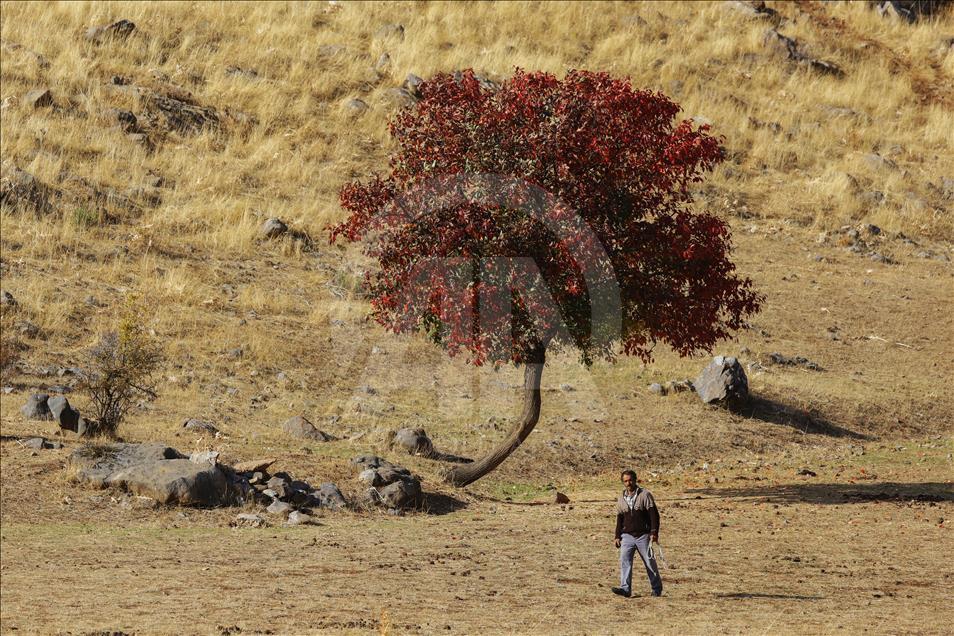 Van'da Sonbahar