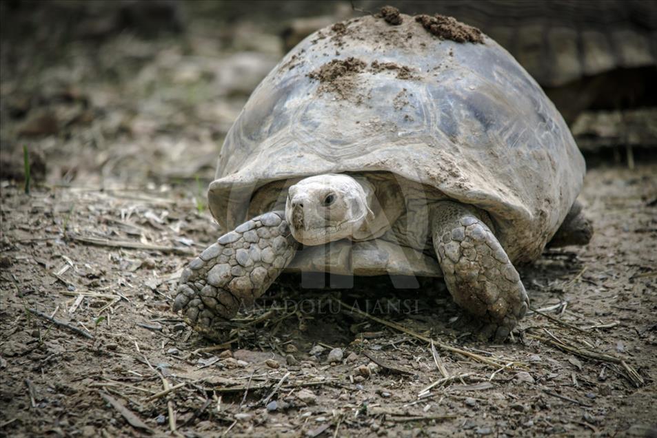 Túnez: zoológico lucha para salvar especies en peligro de extinción