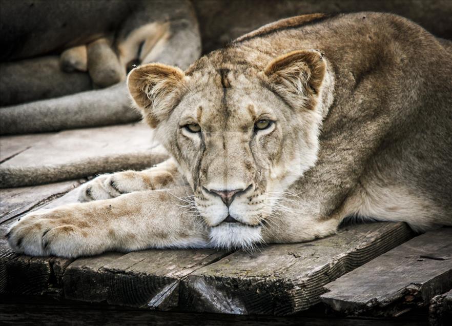 Túnez: zoológico lucha para salvar especies en peligro de extinción