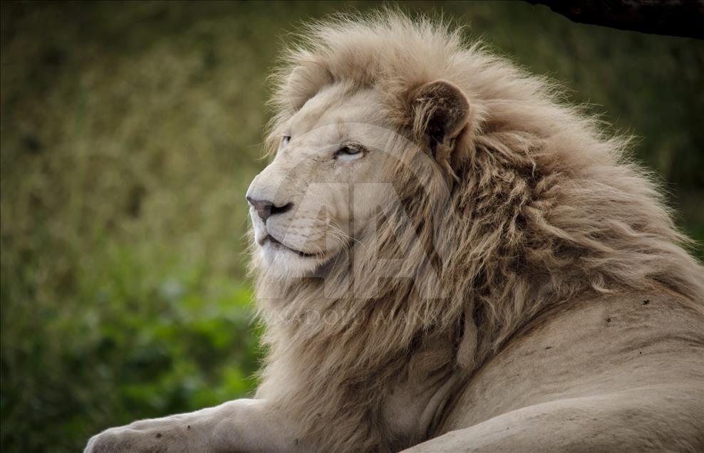 Túnez: zoológico lucha para salvar especies en peligro de extinción