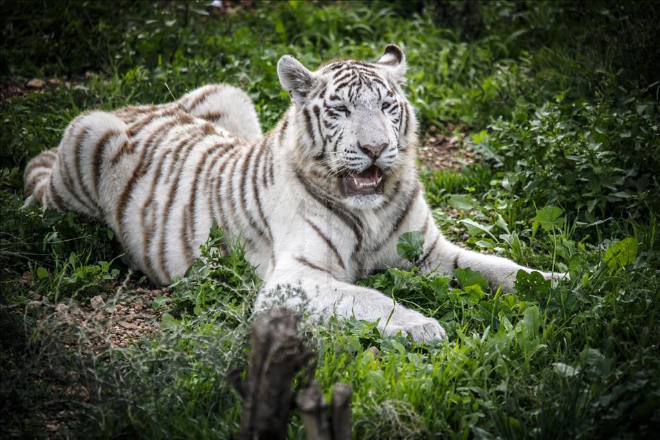 Túnez: zoológico lucha para salvar especies en peligro de extinción