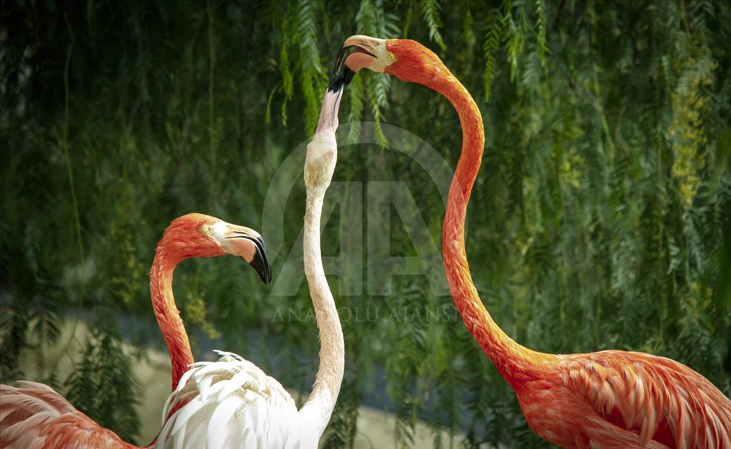 Túnez: zoológico lucha para salvar especies en peligro de extinción