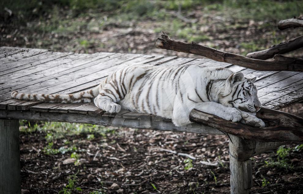 Túnez: zoológico lucha para salvar especies en peligro de extinción