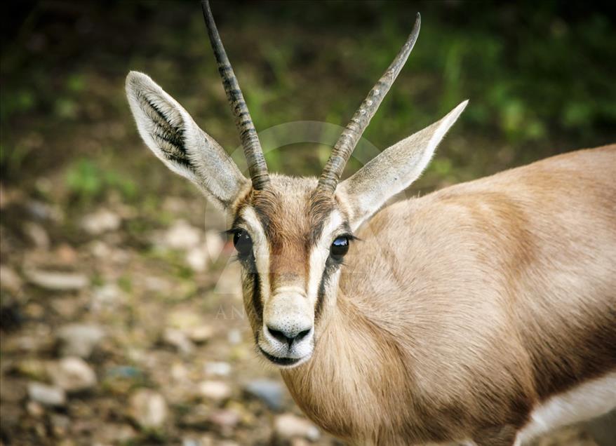 Túnez: zoológico lucha para salvar especies en peligro de extinción