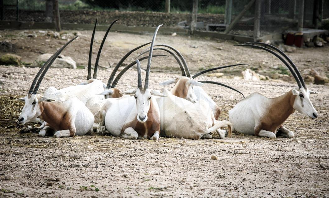 Túnez: zoológico lucha para salvar especies en peligro de extinción