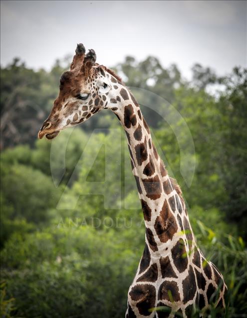 Túnez: zoológico lucha para salvar especies en peligro de extinción