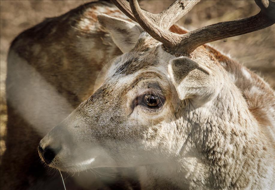 Túnez: zoológico lucha para salvar especies en peligro de extinción