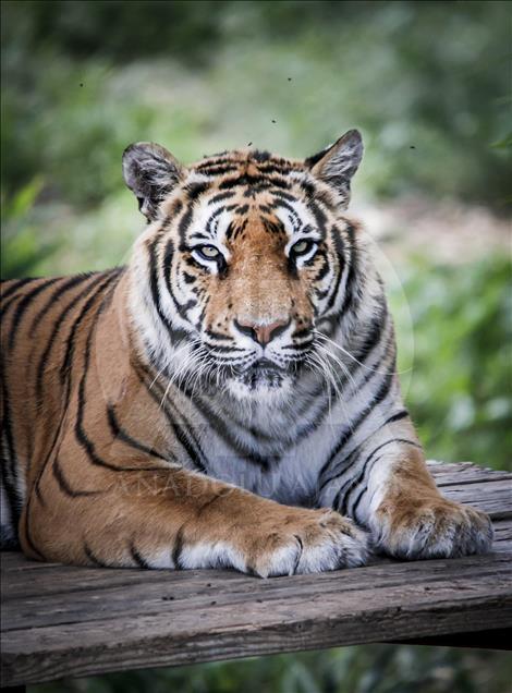 Túnez: zoológico lucha para salvar especies en peligro de extinción