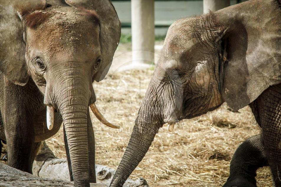 Túnez: zoológico lucha para salvar especies en peligro de extinción