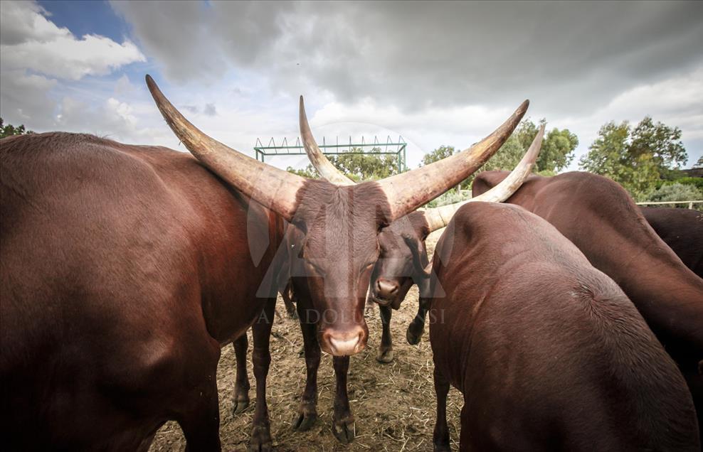 Túnez: zoológico lucha para salvar especies en peligro de extinción